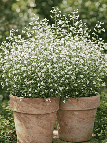 Душевик котовниковый Marvelette Blue