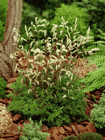 Волжанка петрушколистная Horatio