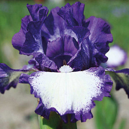 Ирис бородатый Си Джей