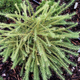 Лиственница американская Аретуза Бог штамб