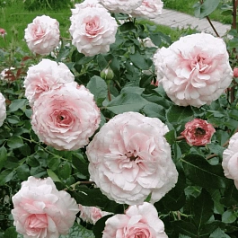 Роза Кустовая Bremer Stadtmusikanten