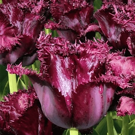 Тюльпан Black Jewel
