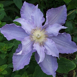 Клематис крупноцветковый Анна Герман