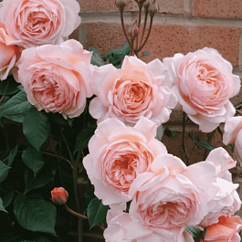 Роза английская кустовая Munstead Wood