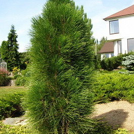 Сосна черная Грин Тауер Сосна черная Грин Тауер