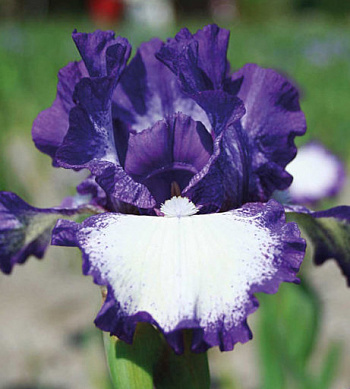 Ирис бородатый Си Джей