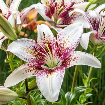 Лилия азиатская Трайбал Кисс НАБОР 2ШТ (2+2)