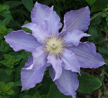 Клематис крупноцветковый Анна Герман
