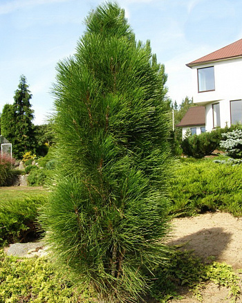 Сосна черная Грин Тауер