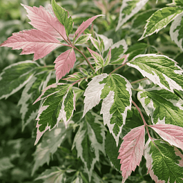 Клен ясенелистный Flamingo