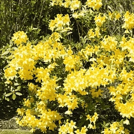 Азалия крупноцветковая Anneke