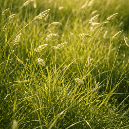 Бухлое двудомное