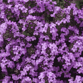 Тимьян ранний Pseudolanuginosus Woody