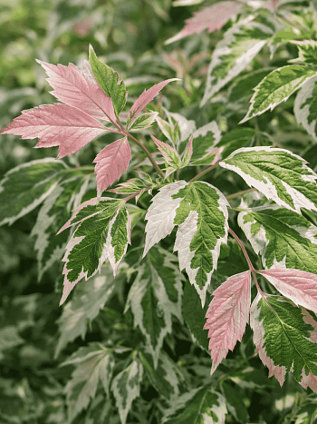 Клен ясенелистный Flamingo