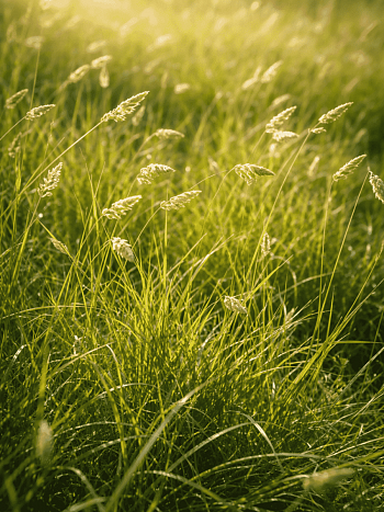 Бухлое двудомное
