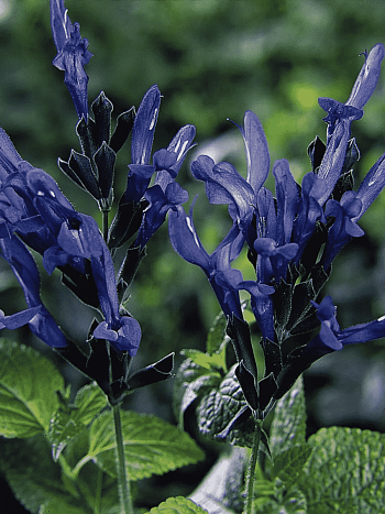 Шалфей Black and Blue 