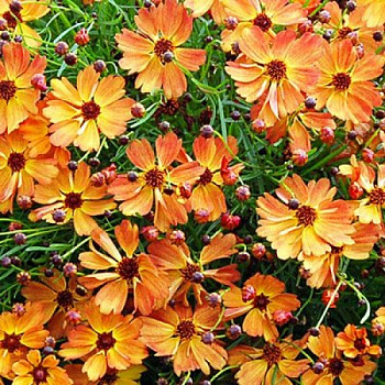 Кореопсис Манго Пунш