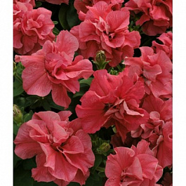 Петуния махровая Дуо Салмон