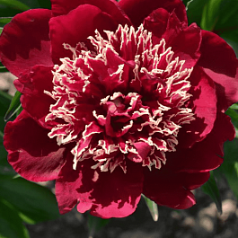 Пион Молочноцветковый Charles Burgess