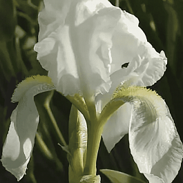 Ирис германский Florentina