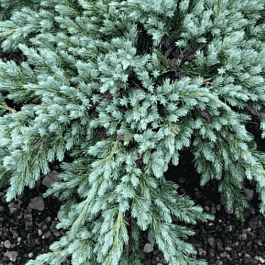 Можжевельник чешуйчатый Blue Spider