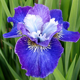 Ирис сибирский Ай си Старз