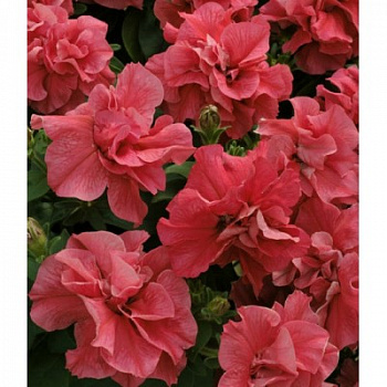 Петуния махровая Дуо Салмон