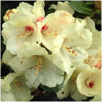 Рододендрон якушиманский Флава Лакблатт