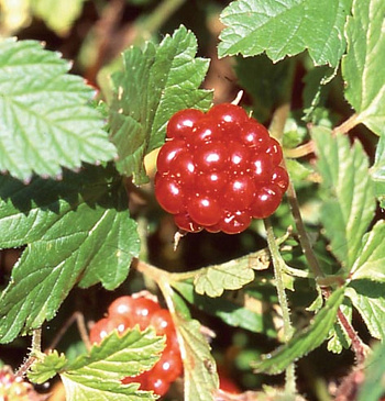 Княженика (Арктическая малина) Астра