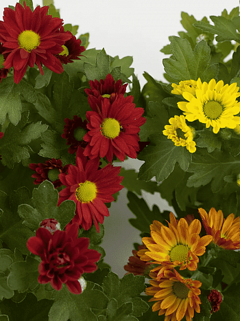 Хризантема мелкоцветковая Mix