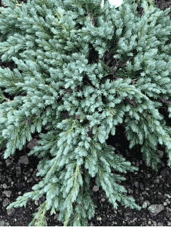 Можжевельник чешуйчатый Blue Spider