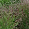 Просо прутьевидное Squaw