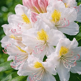 Рододендрон катевбинский Cunningham`s Album