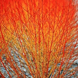 Дерен Отпрысковый Winter Flame