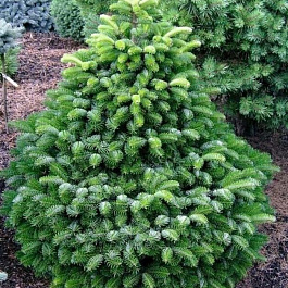 Пихта Нордмана