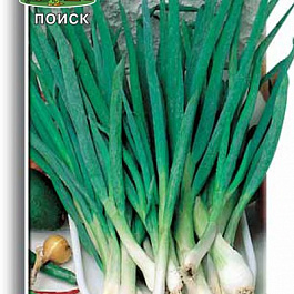 Лук батун Русский зимний