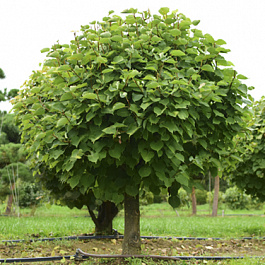 Липа крупнолистная штамб