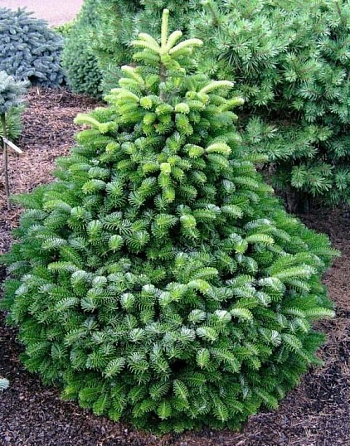 Пихта Нордмана