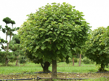 Липа крупнолистная штамб