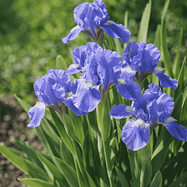 Ирис карликовый Blue Denim
