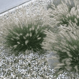 Пеннисетум лисохвостый Little bunny