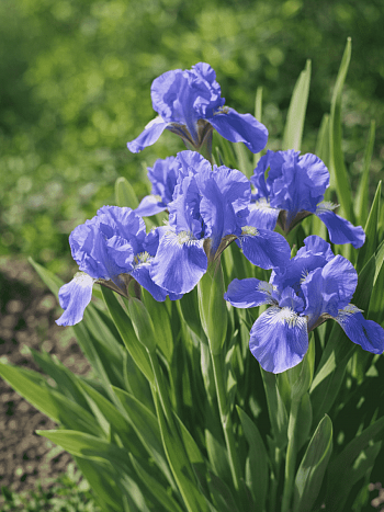 Ирис карликовый Blue Denim