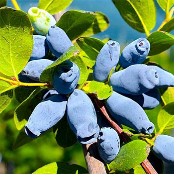 Жимолость съедобная Аврора