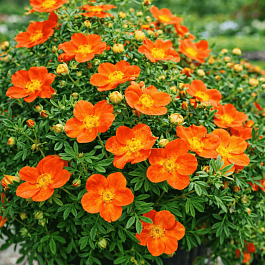 Лапчатка кустарниковая Hopleys Orange