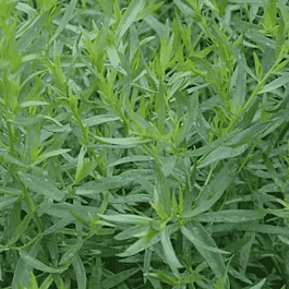 Эстрагон Cola