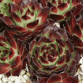 Молодило гибридное Calcareum Guillaumes