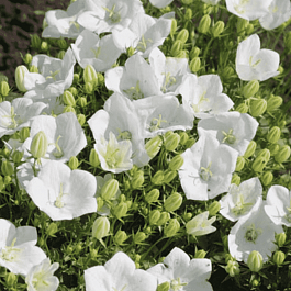 Колокольчик карпатский Perla White