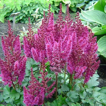 Астильба китайская Пёпл Глория