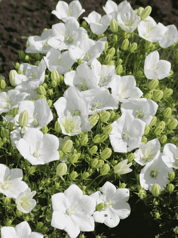 Колокольчик карпатский Perla White