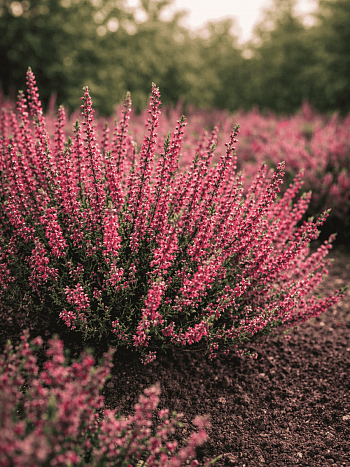 Вереск обыкновенный Selma